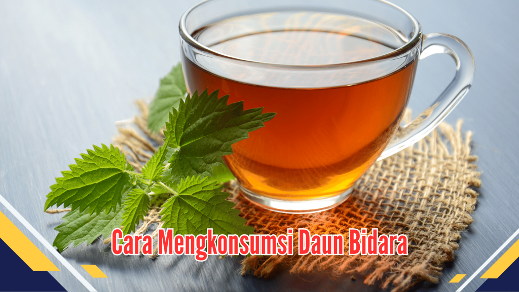 Cara mengkonsumsi daun bidara