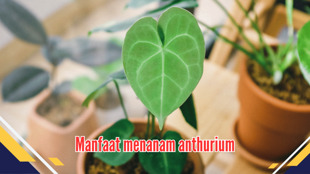 Manfaat menanam anthurium