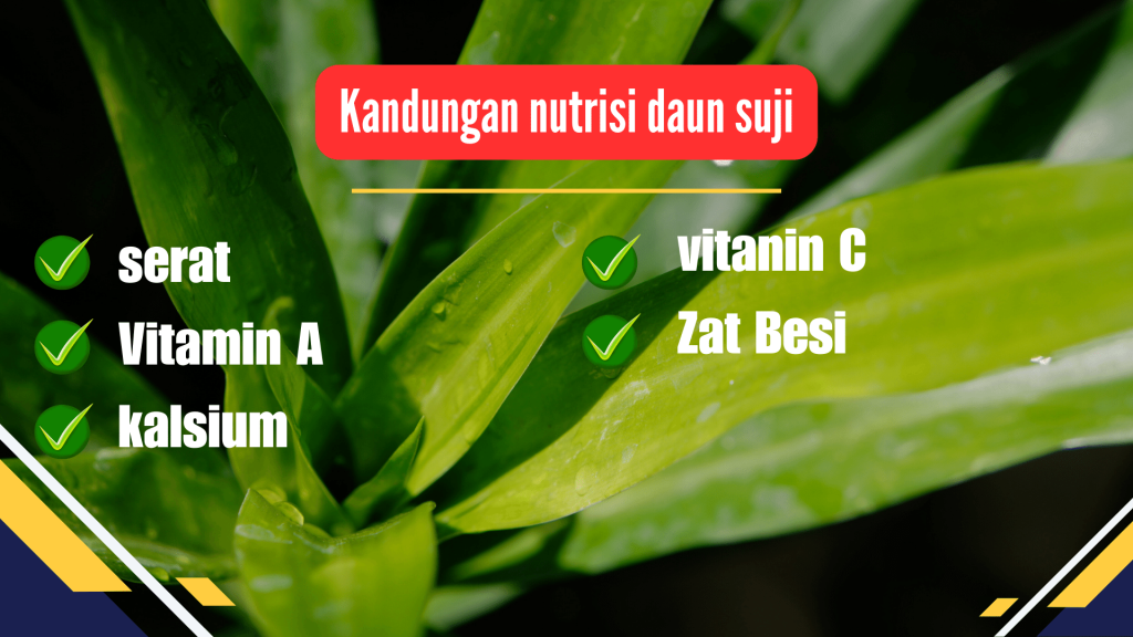  kandungan nutrisi daun suji