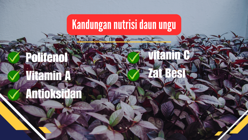 kandungan nutrisi daun ungu