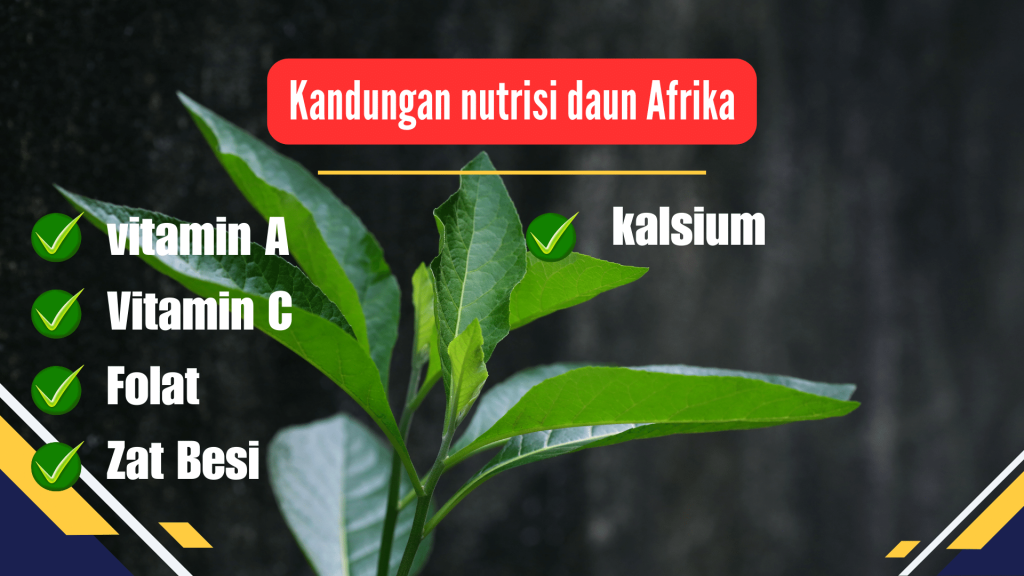 Kandungan nutrisi daun afrika