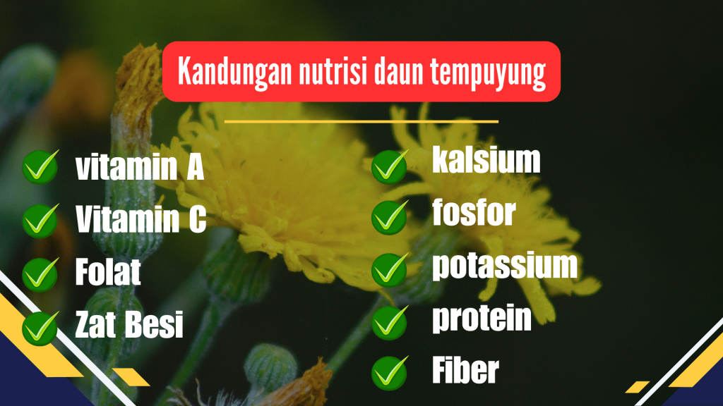 Kandungan nutrisi daun tempuyang