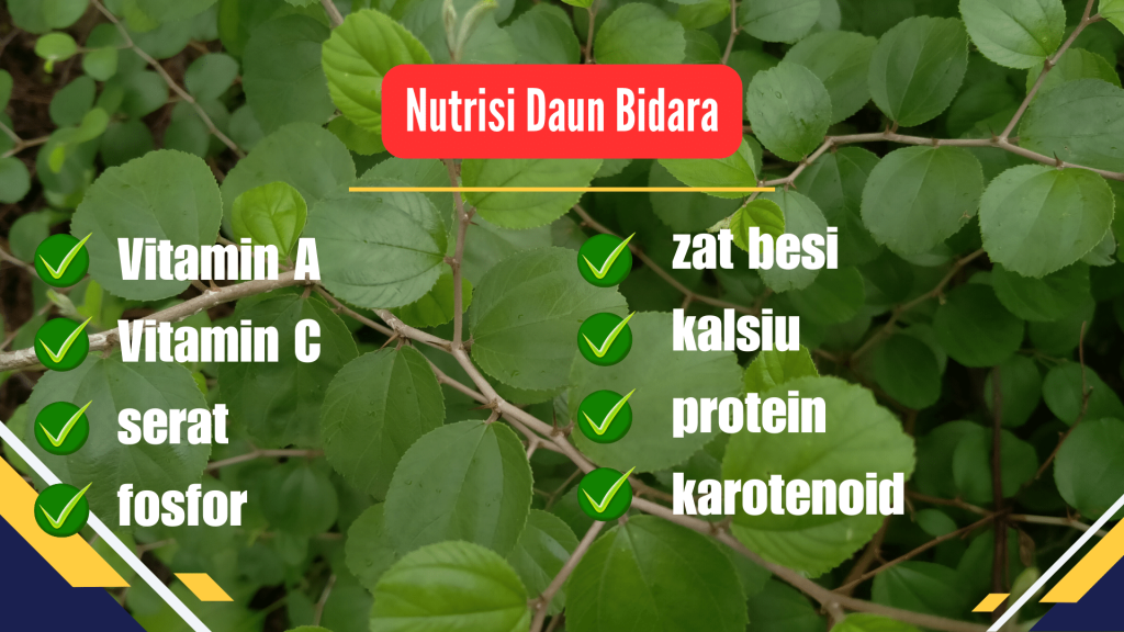 Nutrisi Daun Bidara: