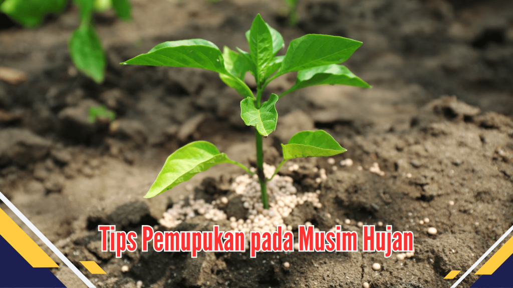 Tips Pemupukan pada Musim Hujan