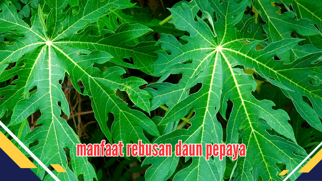 Manfaat Rebusan Daun Pepaya