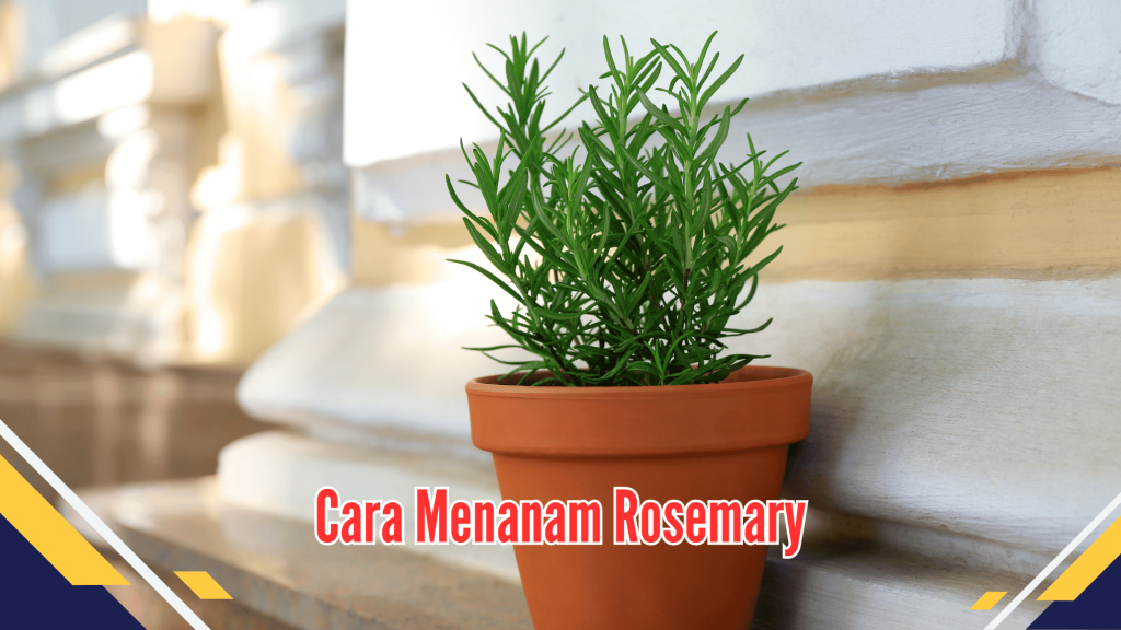 Cara Menanam Rosemary