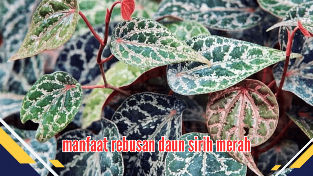 Manfaat Rebusan Daun Sirih Merah