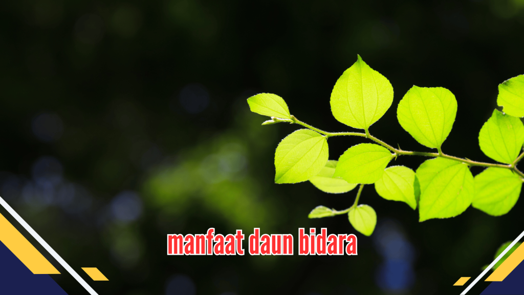  manfaat daun bidara