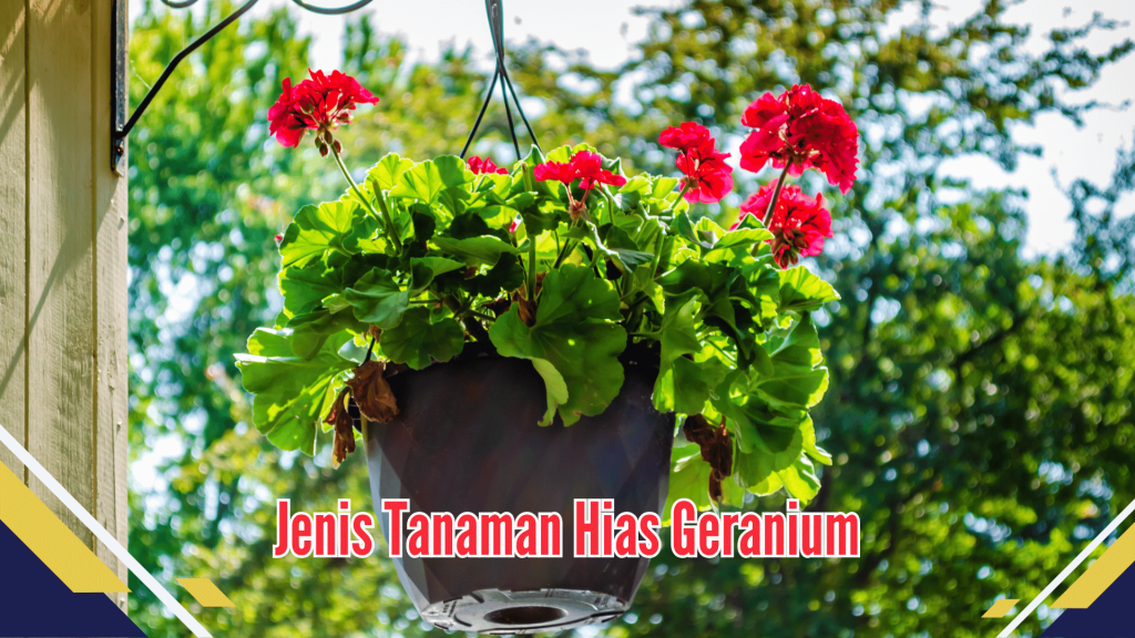 jenis tanaman hias geranium