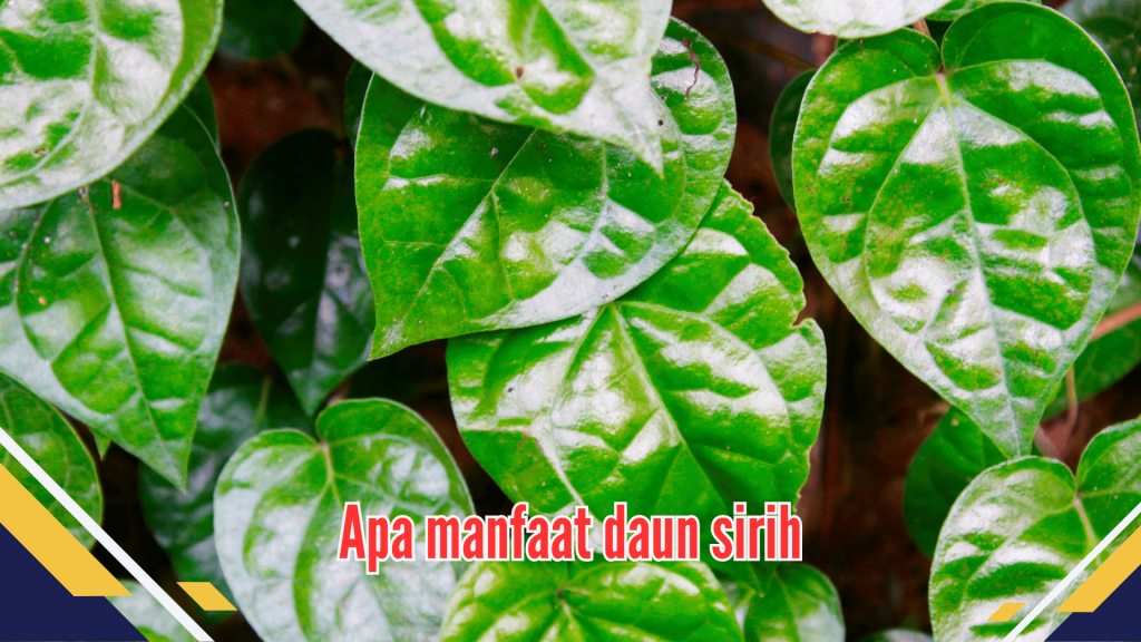 Apa Manfaat Daun Sirih