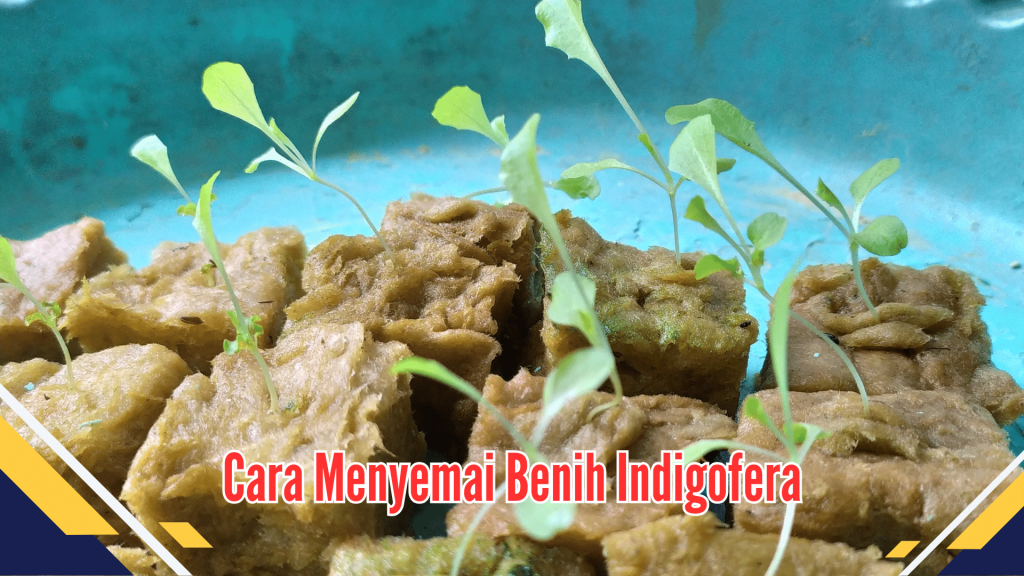 Cara Menyemai Benih Indigofera