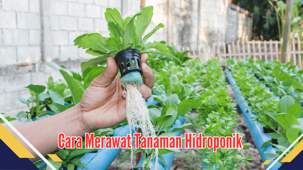 Cara Merawat Tanaman Hidroponik