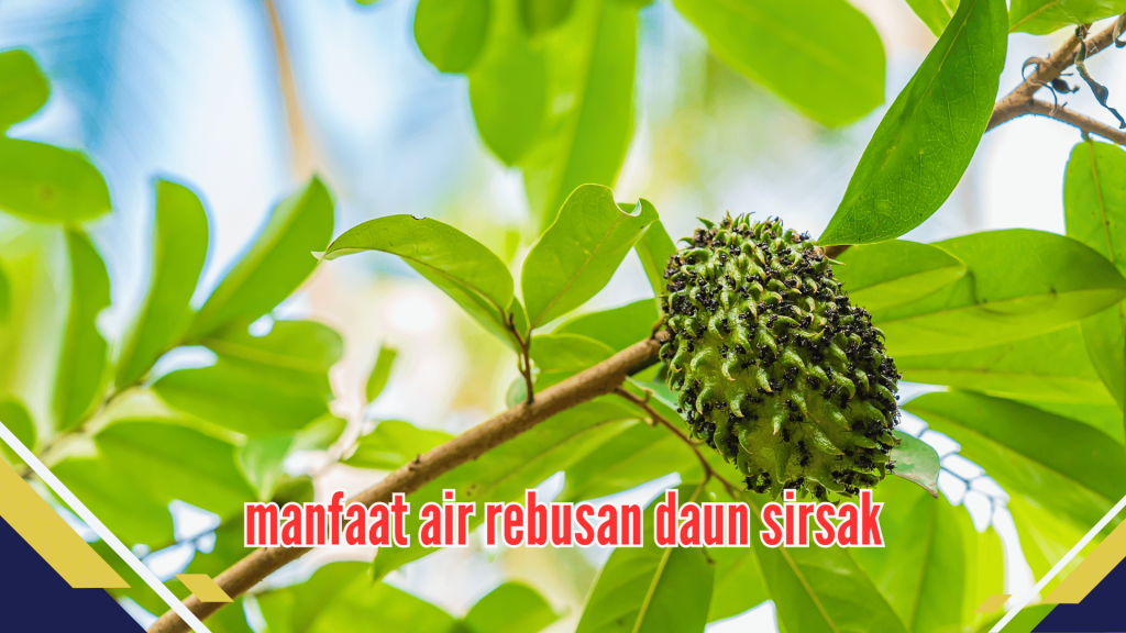 Manfaat Air Rebusan Daun Sirsak