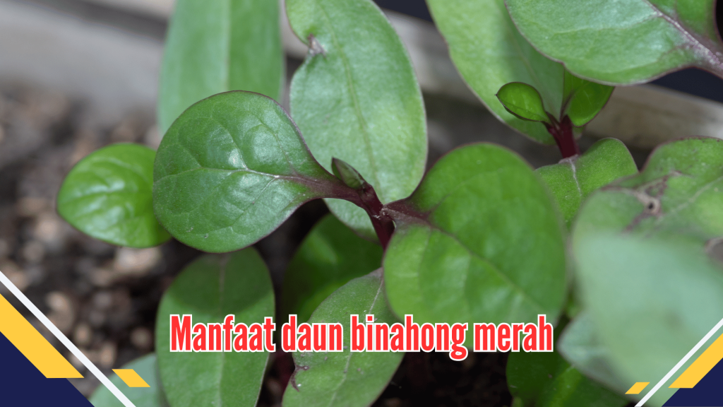 Manfaat Daun Binahong Merah