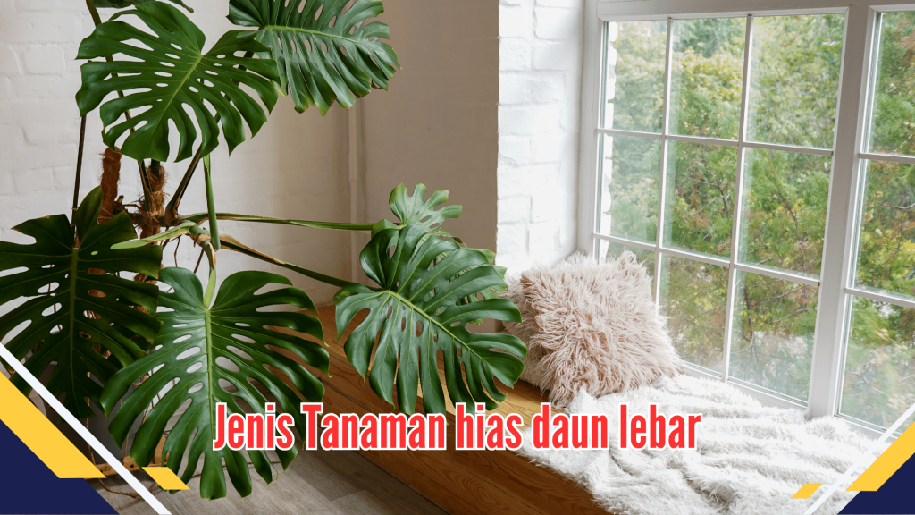 Tanaman Hias Daun Lebar