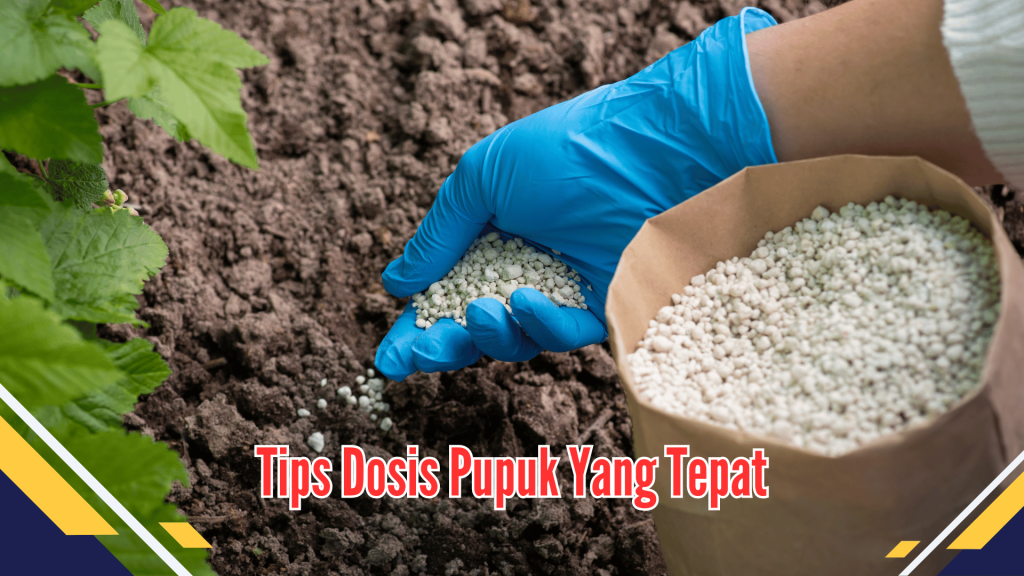 Tips Dosis Pupuk