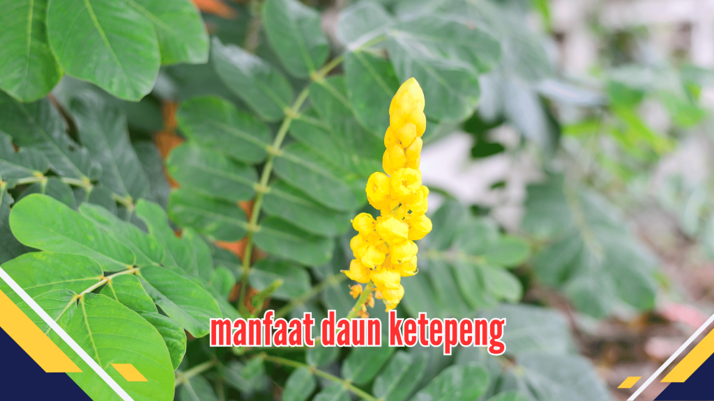 Manfaat Daun Ketepeng 