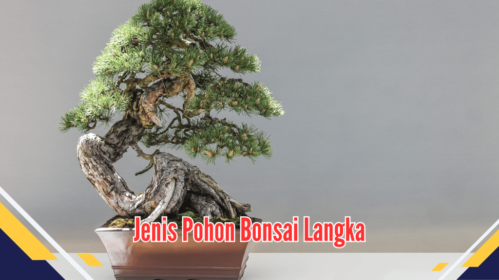  Jenis Pohon Bonsai Langka 
