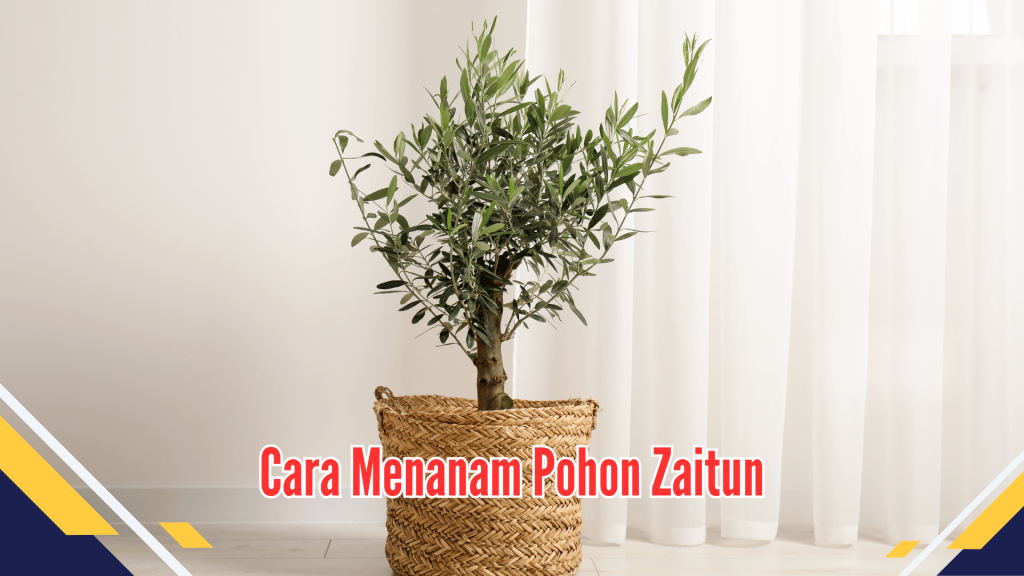 Cara Menanam Pohon Zaitun