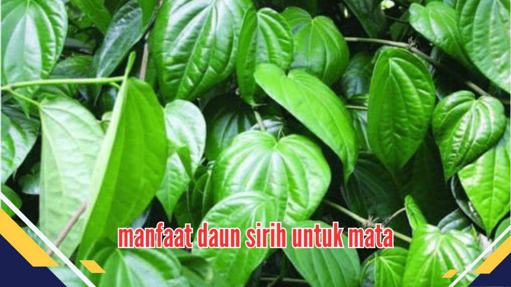 manfaat daun sirih untuk mata