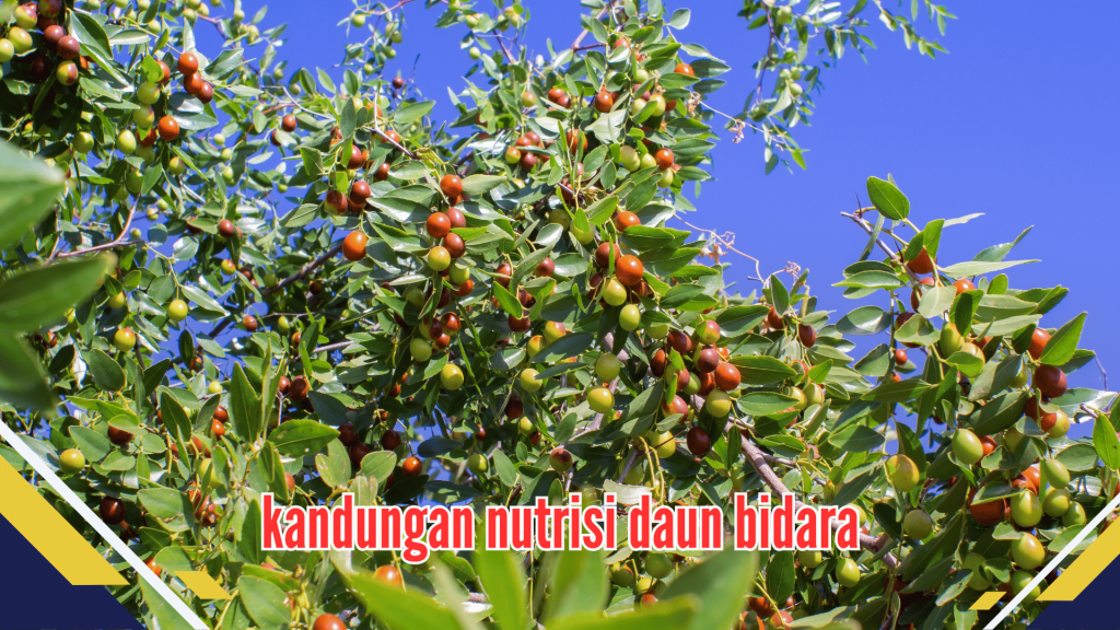 Kandungan nutrisi daun bidara