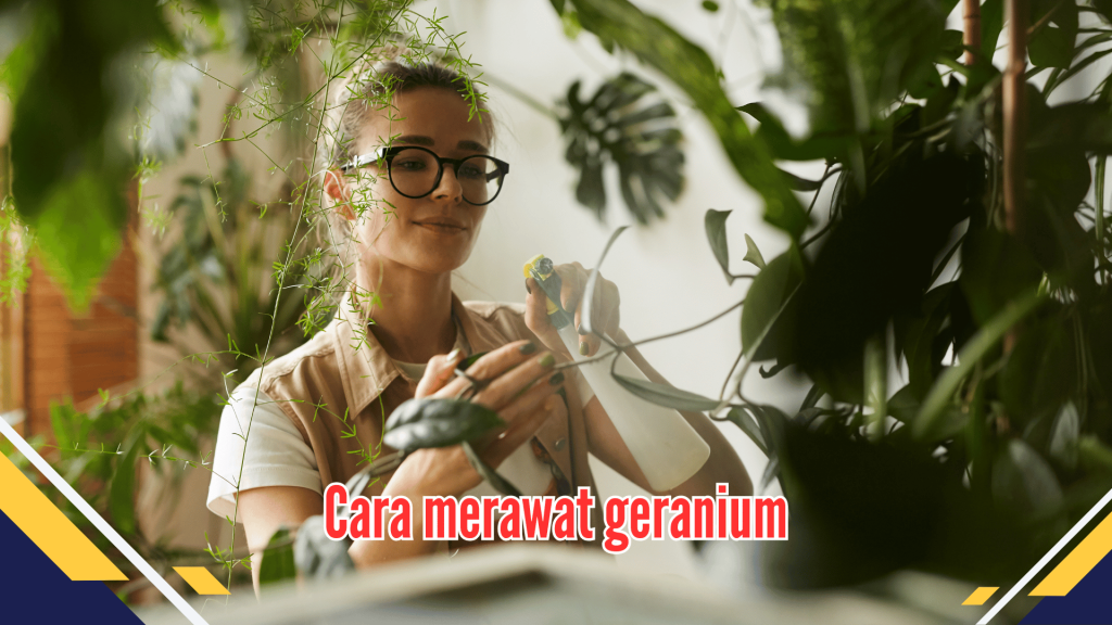 Cara merawat geranium