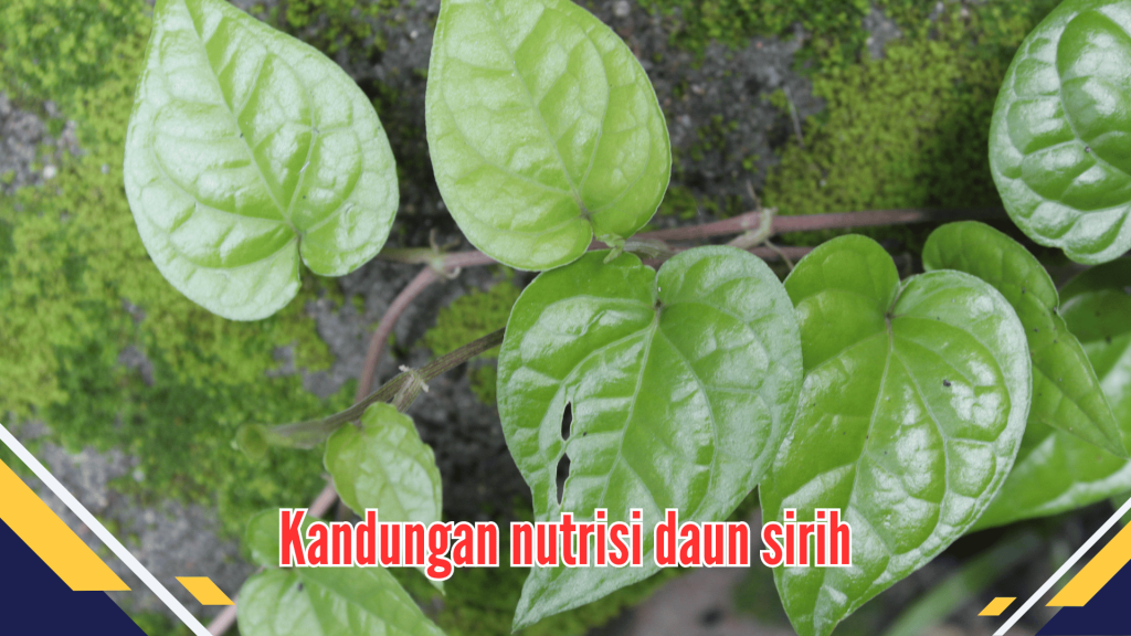Kandungan nutrisi daun sirih