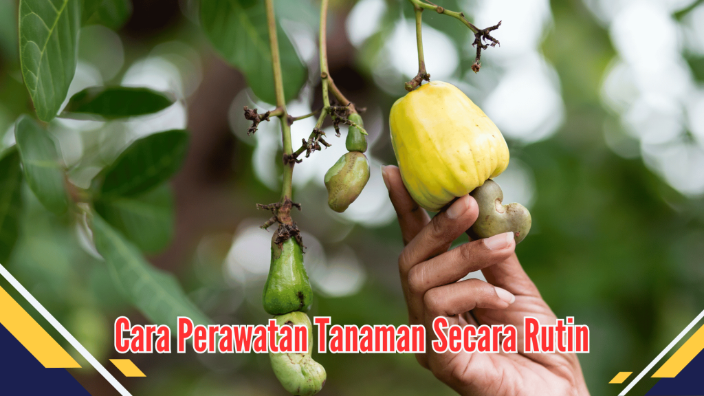 Cara Perawatan Tanaman Secara Rutin