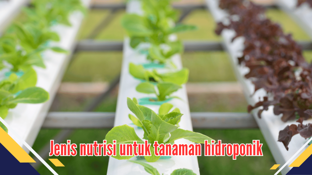 Jenis nutrisi untuk tanaman hidroponik