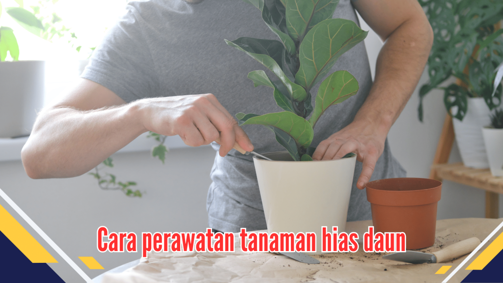 Cara perawatan tanaman hias daun