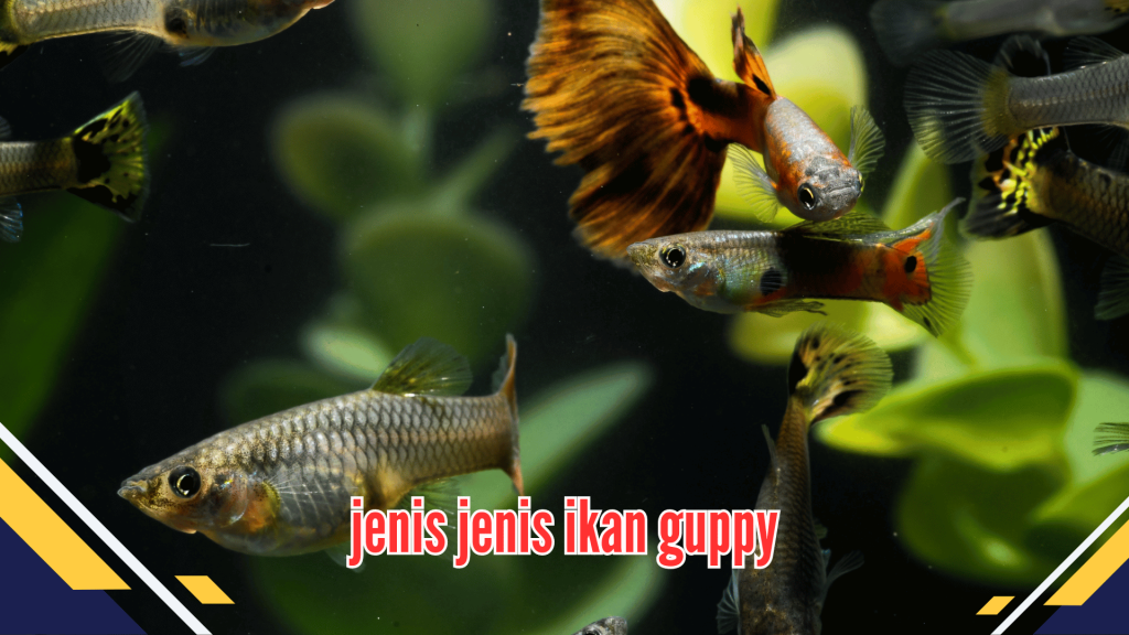 Jenis jenis ikan guppy