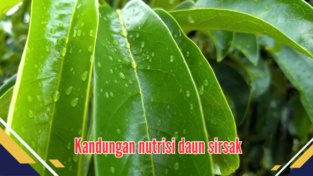 Kandungan nutrisi daun sirsak