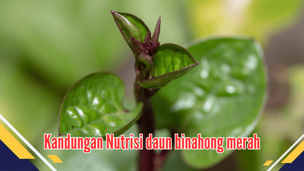 Kandungan Nutrisi daun binahong merah