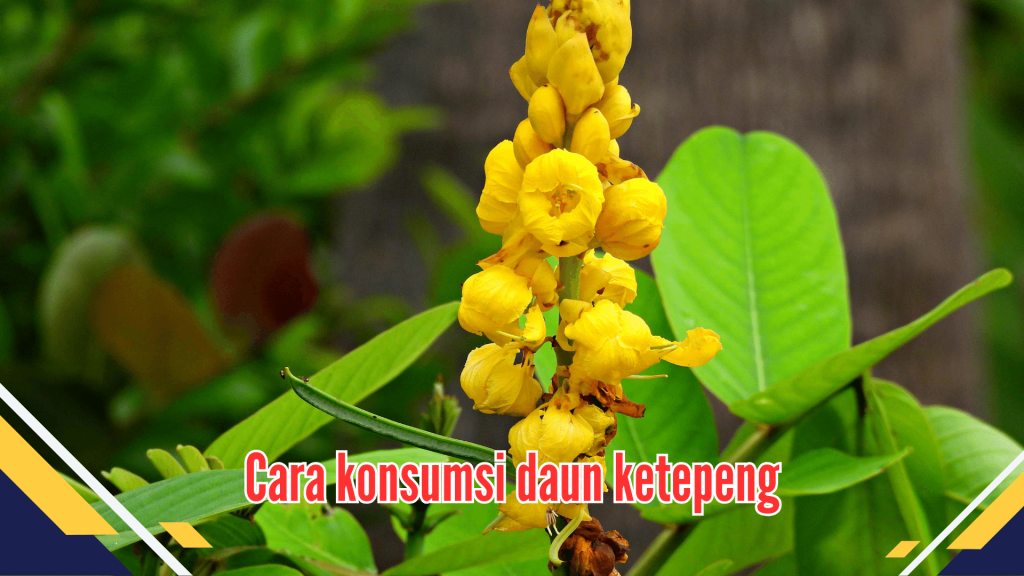 Cara konsumsi daun ketepeng