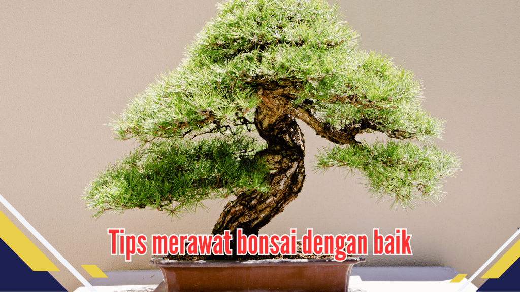 Tips merawat bonsai dengan baik