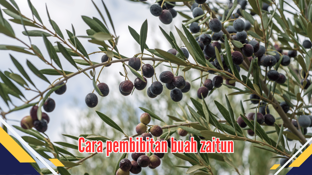 Cara pembibitan buah zaitun 