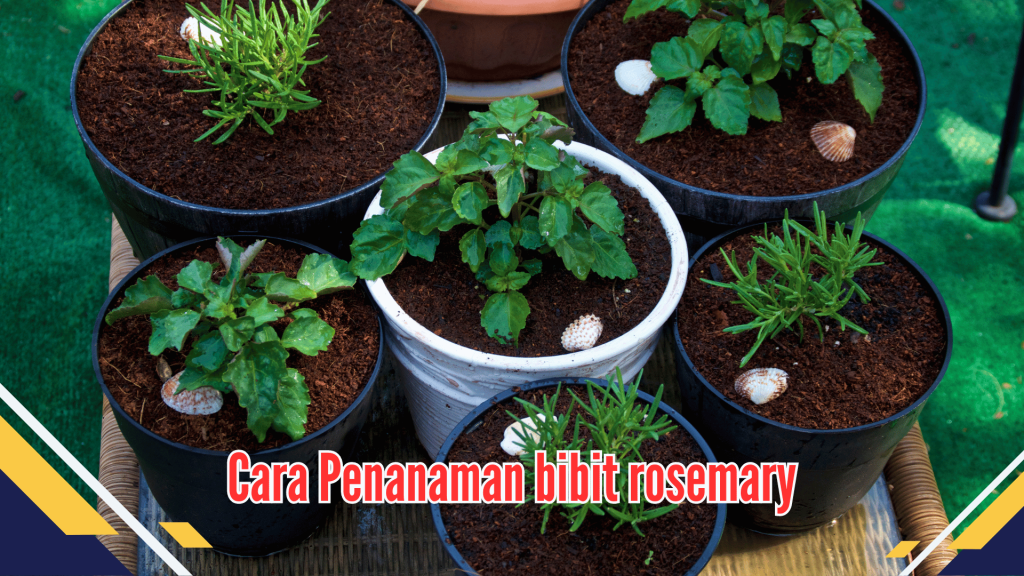 Cara Penanaman bibit rosemary