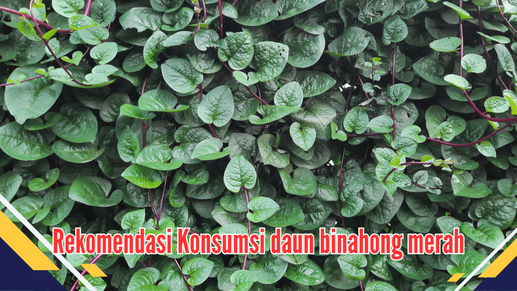 Rekomendasi Konsumsi daun binahong merah