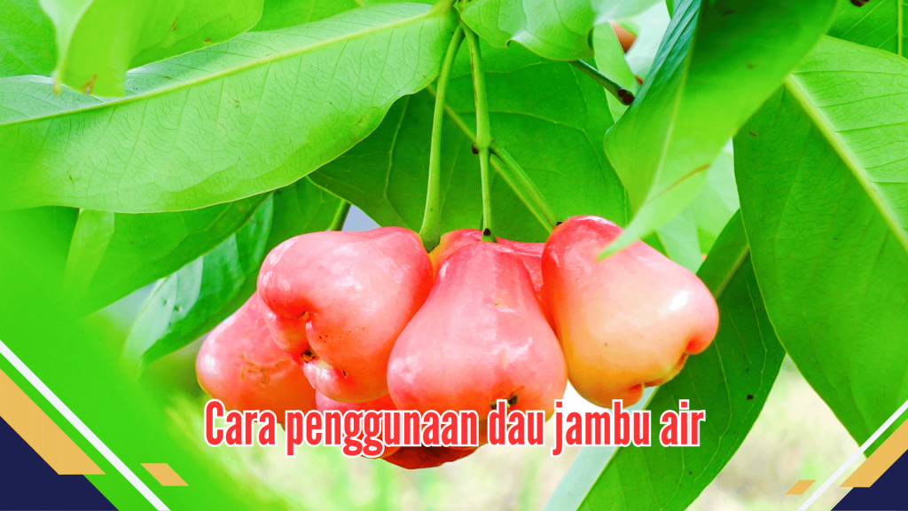  Cara penggunaan dau jambu air