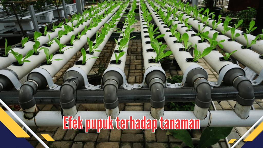 Efek pupuk terhadap tanaman