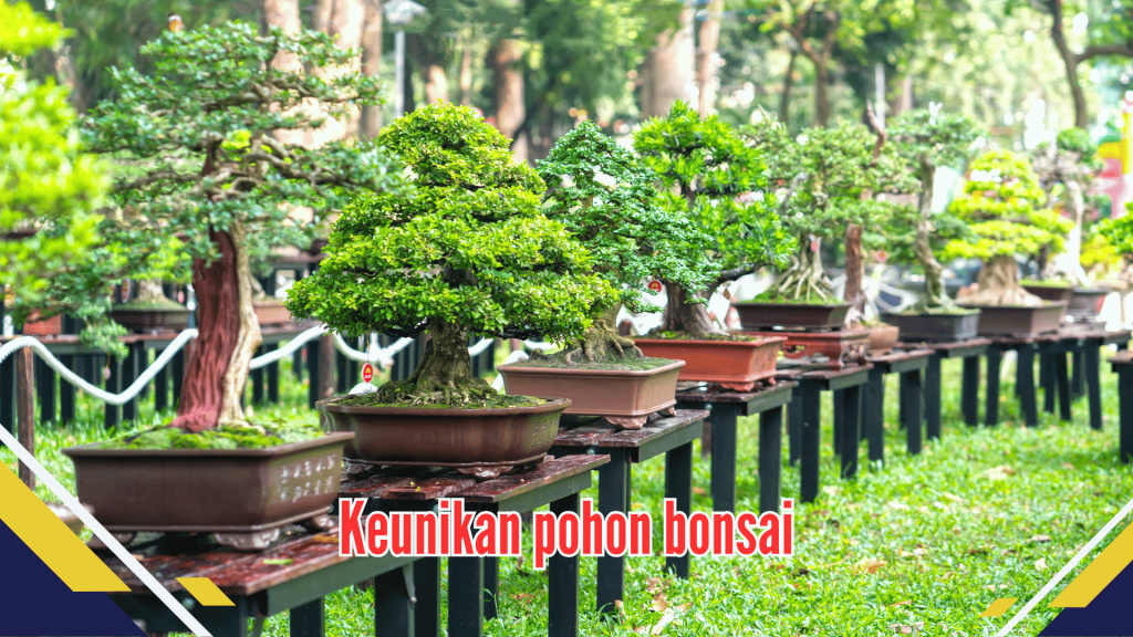 Keunikan pohon bonsai