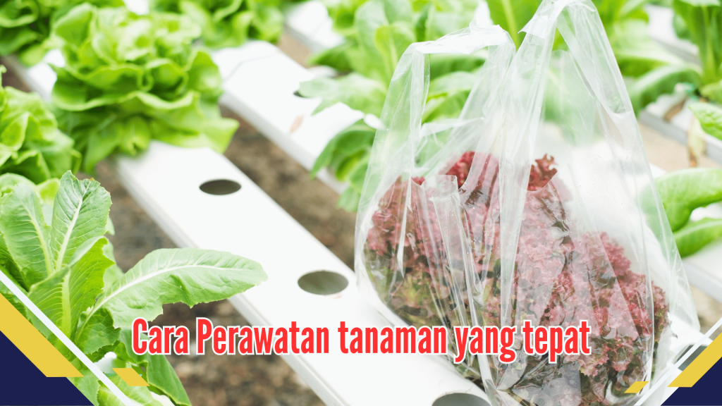 Cara Perawatan tanaman yang tepat