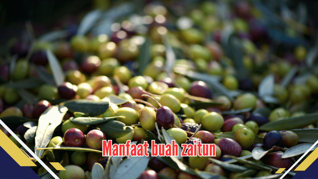 manfaat buah zaitun