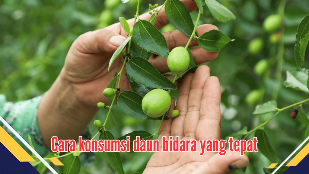 Cara konsumsi daun bidara yang tepat