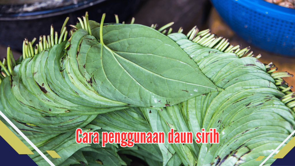 Cara penggunaan daun sirih