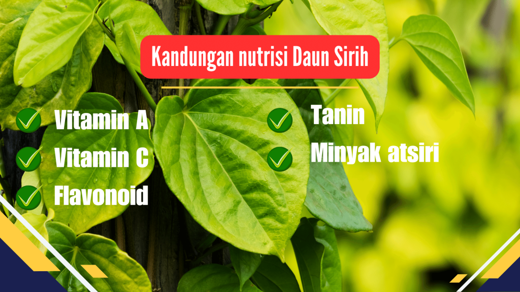 Kandungan nutrisi Daun Sirih