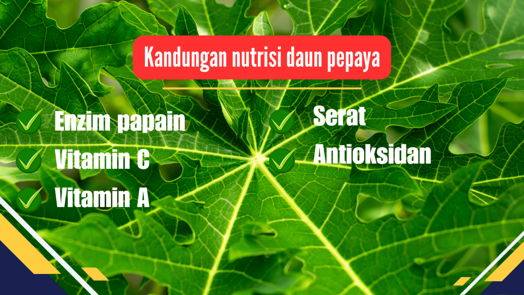 Kandungan nutrisi daun pepaya