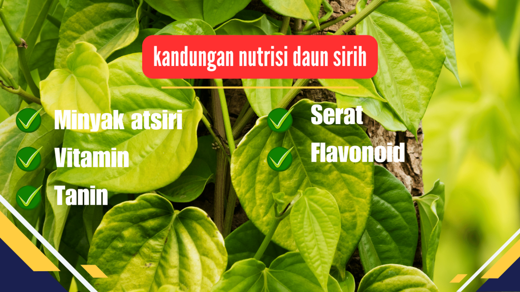 kandungan nutrisi daun sirih