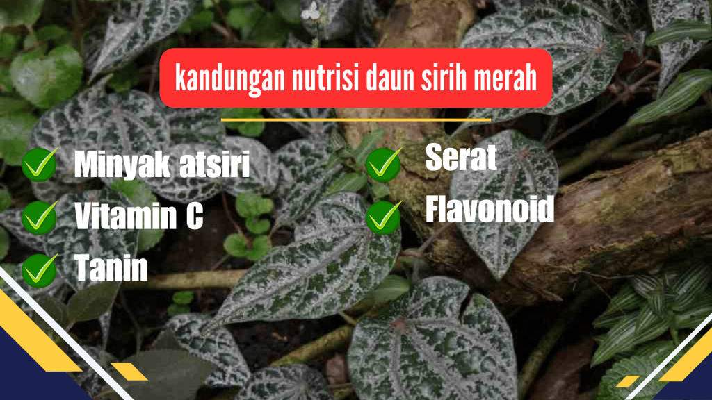 Kandungan nutrisi daun sirih merah