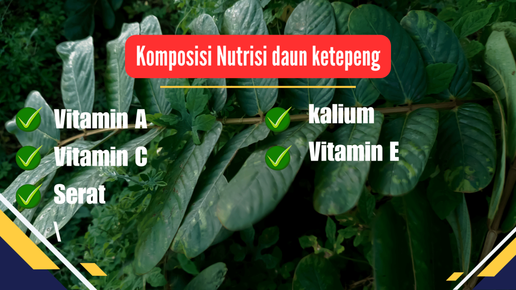 Komposisi Nutrisi daun ketepeng